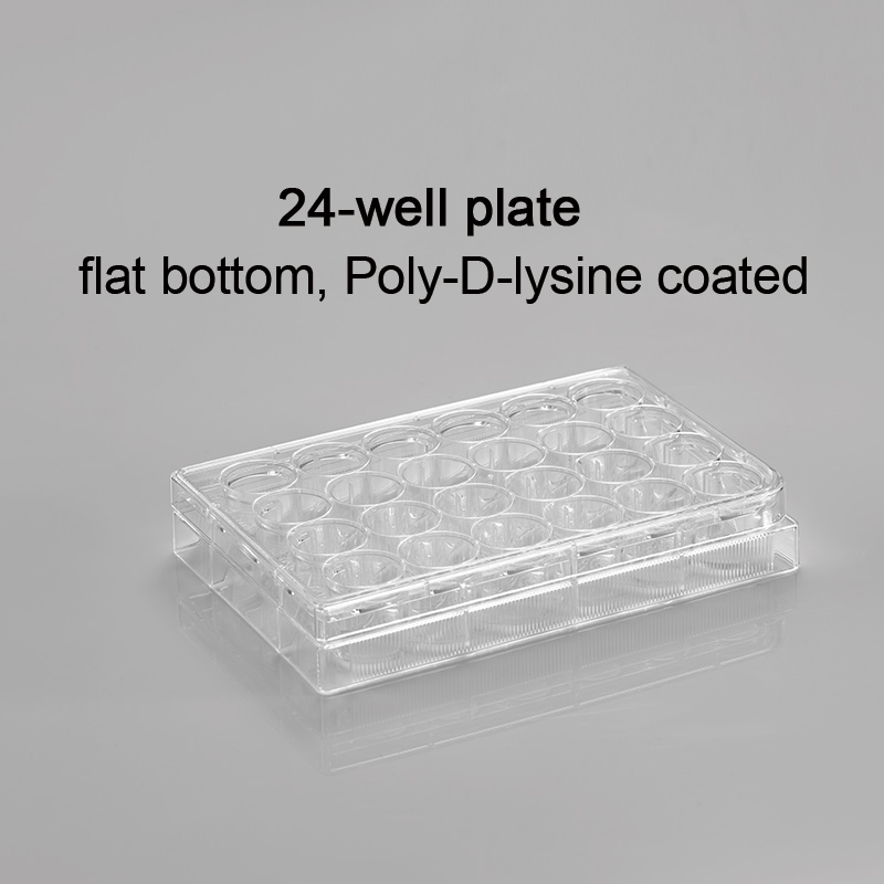CL-PP024